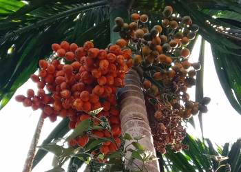 arecanut