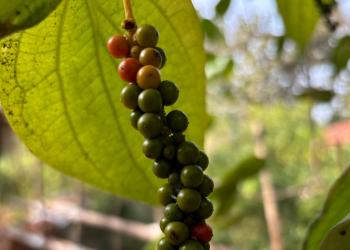 blackpepper