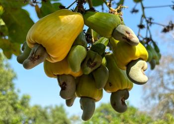 cashewnut
