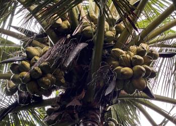 coconut