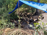 Plants: image 3 0f 4 thumb