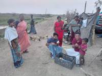 Plants: image 3 0f 4 thumb