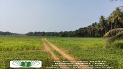 Plants: image 3 0f 4 thumb