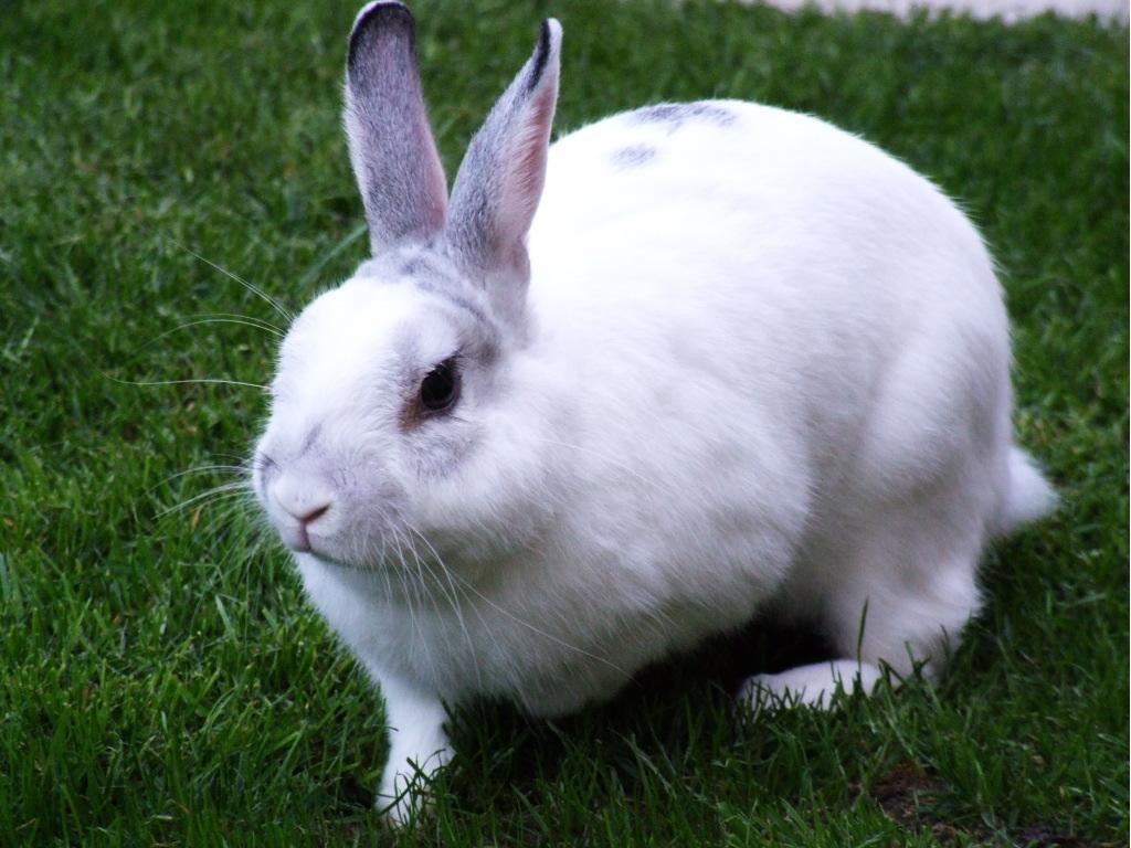 Cluj Rabbit ICAR-CCARI, Goa
