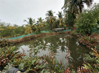 Plants: image 3 0f 4 thumb