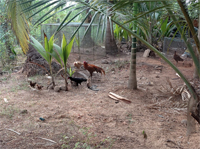 Plants: image 3 0f 4 thumb