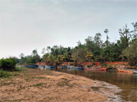 Plants: image 3 0f 4 thumb