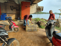 Plants: image 3 0f 4 thumb