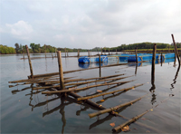 Plants: image 3 0f 4 thumb